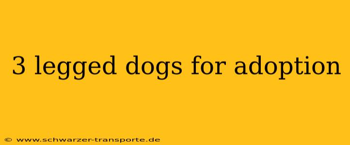 3 legged dogs for adoption