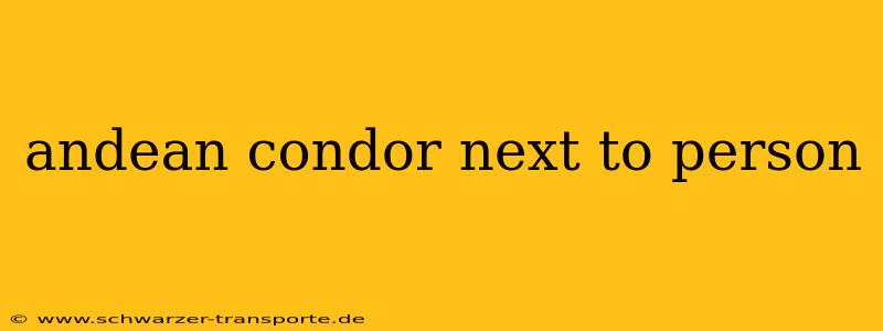 andean condor next to person