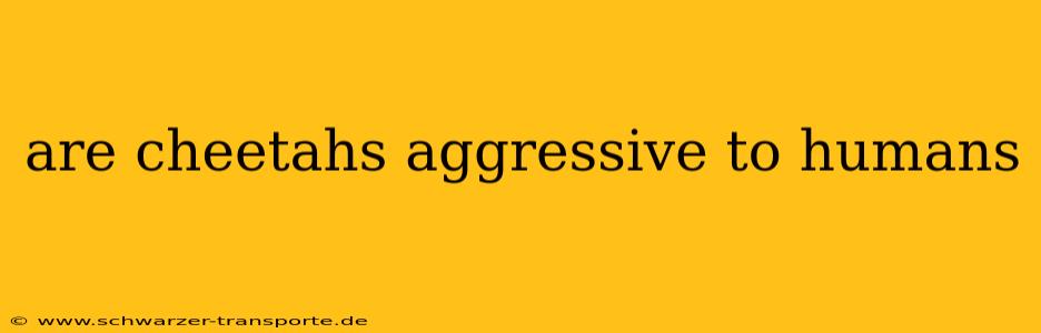 are cheetahs aggressive to humans