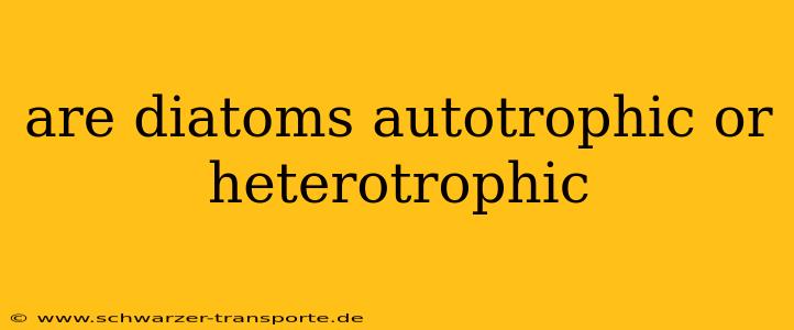 are diatoms autotrophic or heterotrophic