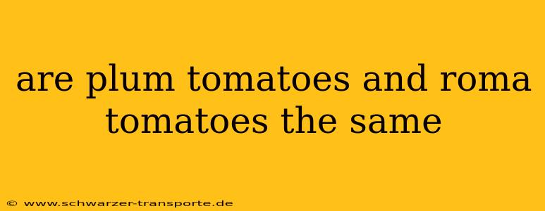 are plum tomatoes and roma tomatoes the same