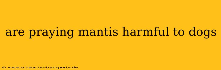 are praying mantis harmful to dogs