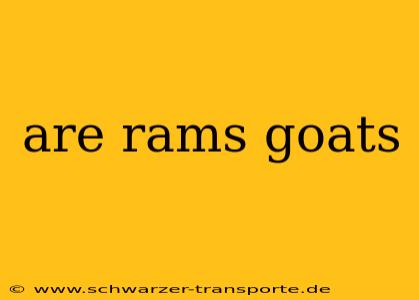 are rams goats