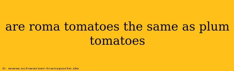 are roma tomatoes the same as plum tomatoes