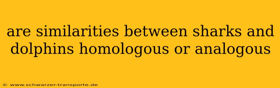 are similarities between sharks and dolphins homologous or analogous