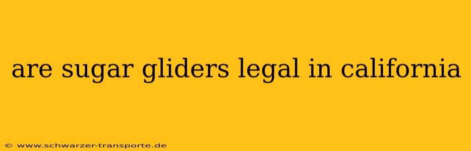 are sugar gliders legal in california