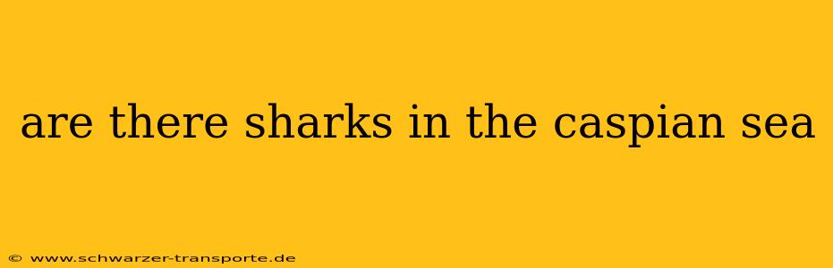 are there sharks in the caspian sea