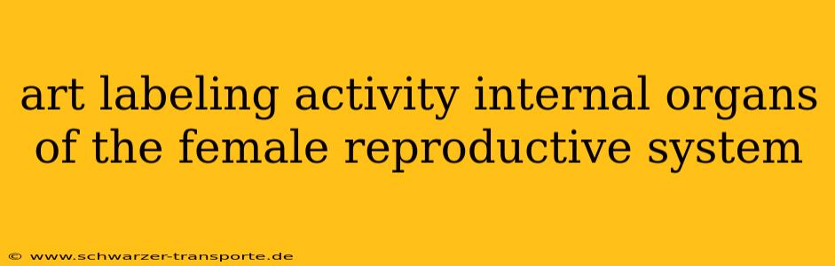 art labeling activity internal organs of the female reproductive system