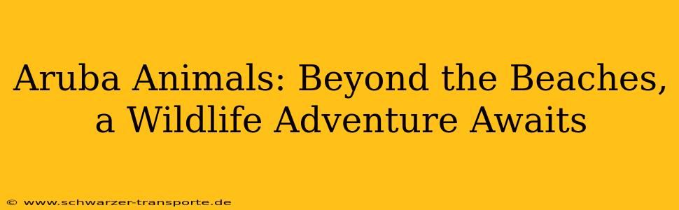 Aruba Animals: Beyond the Beaches, a Wildlife Adventure Awaits