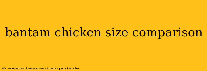 bantam chicken size comparison