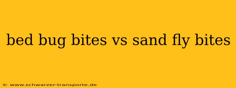 bed bug bites vs sand fly bites