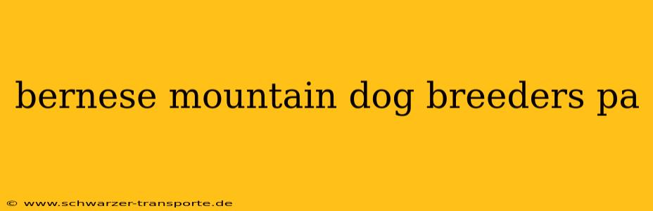 bernese mountain dog breeders pa