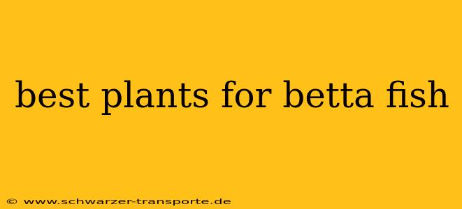 best plants for betta fish