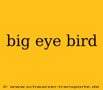 big eye bird