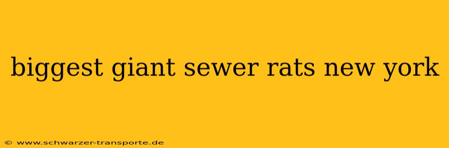 biggest giant sewer rats new york