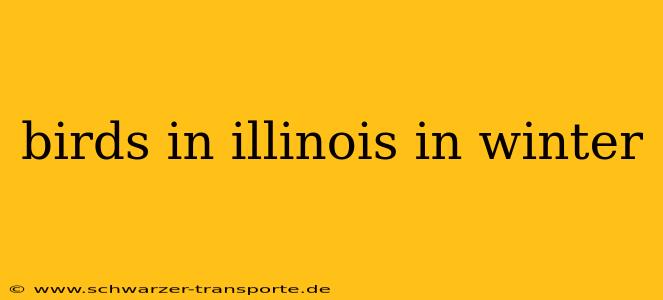 birds in illinois in winter