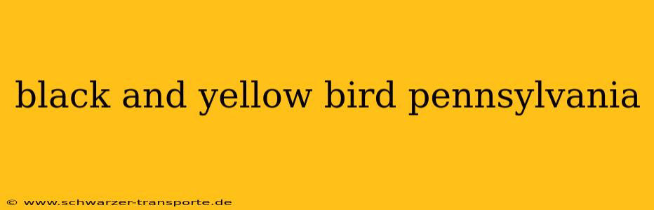 black and yellow bird pennsylvania