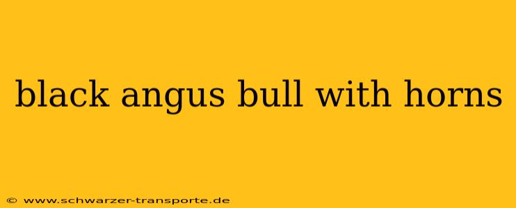 black angus bull with horns