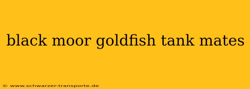 black moor goldfish tank mates