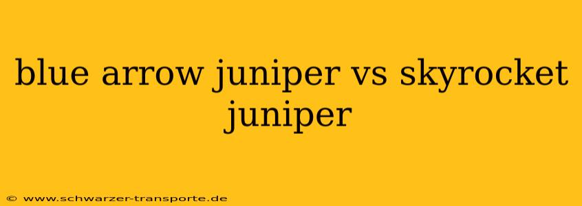 blue arrow juniper vs skyrocket juniper