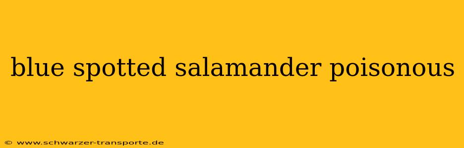 blue spotted salamander poisonous