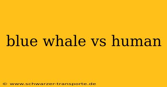 blue whale vs human