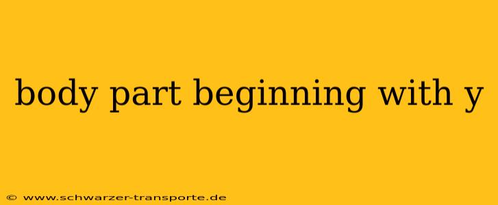body part beginning with y
