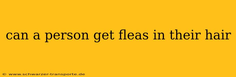 can a person get fleas in their hair