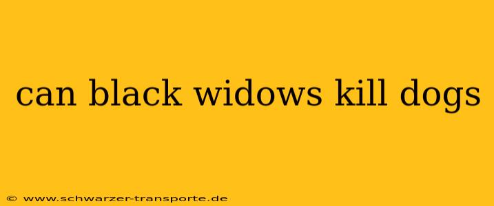 can black widows kill dogs