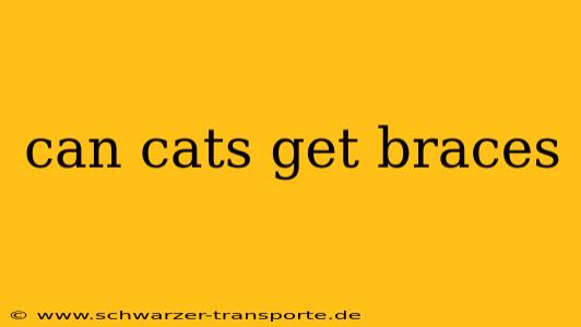 can cats get braces