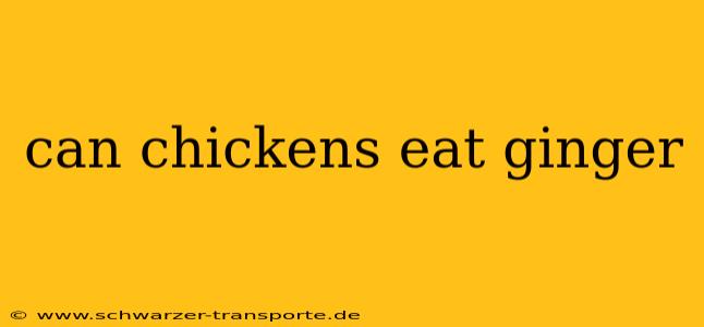 can chickens eat ginger