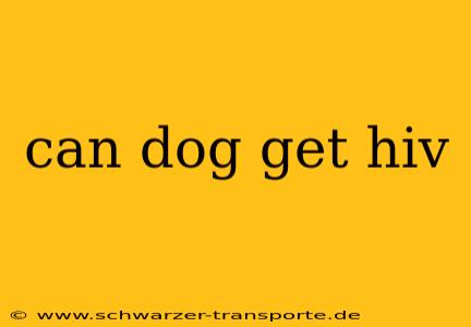 can dog get hiv