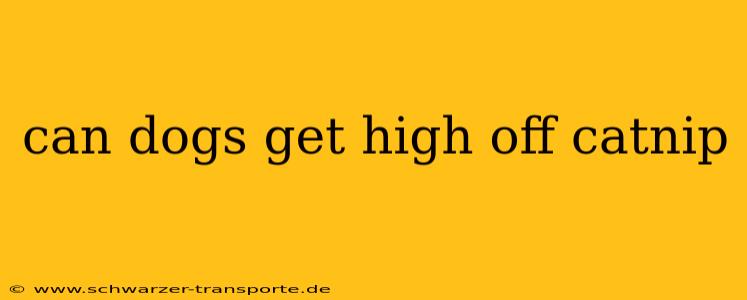 can dogs get high off catnip