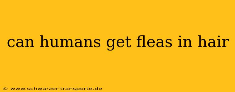 can humans get fleas in hair
