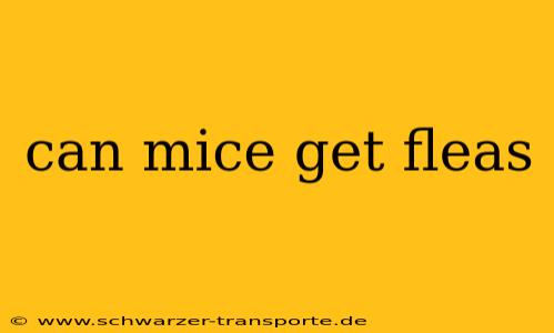 can mice get fleas