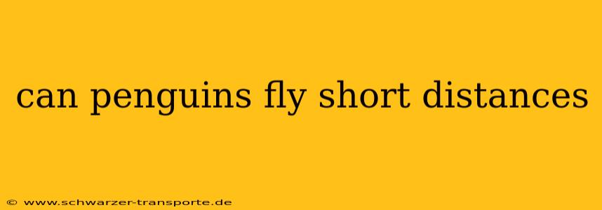 can penguins fly short distances