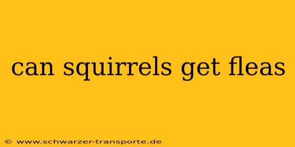 can squirrels get fleas