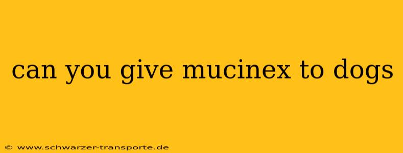 can you give mucinex to dogs