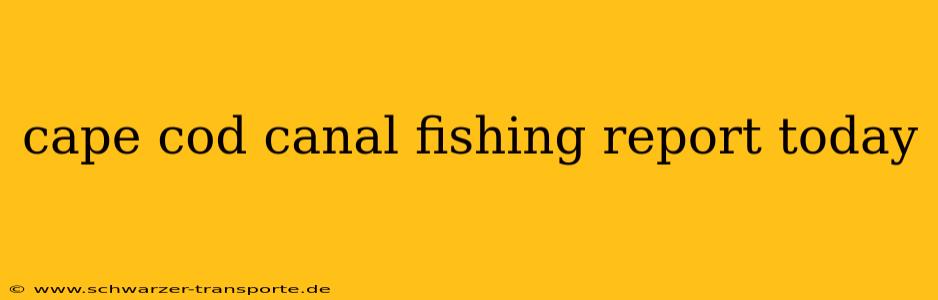 cape cod canal fishing report today