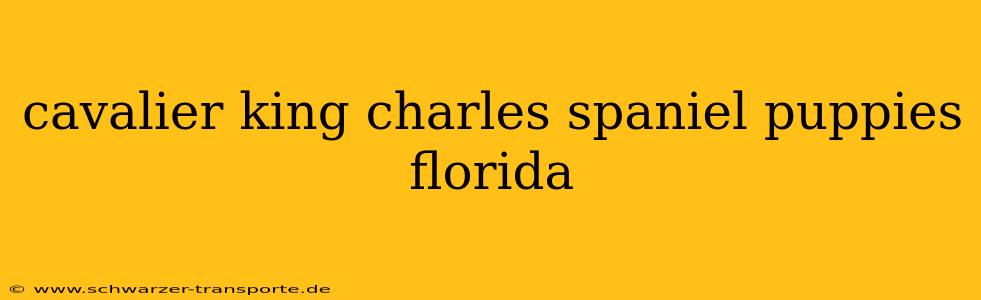 cavalier king charles spaniel puppies florida