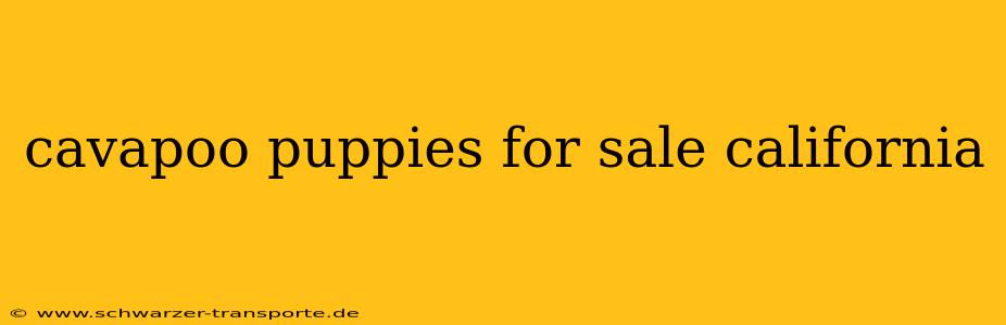 cavapoo puppies for sale california