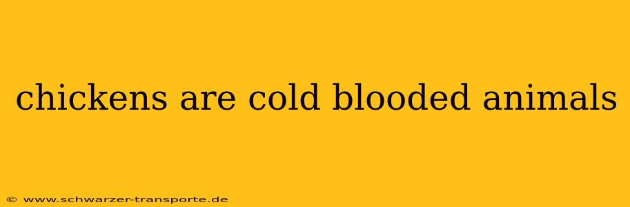chickens are cold blooded animals