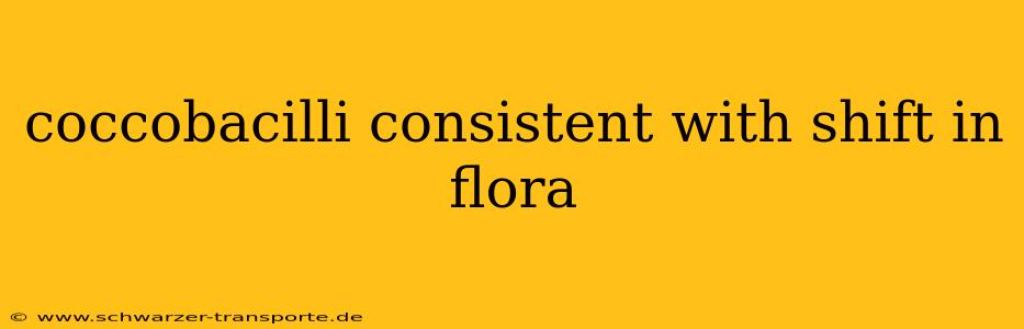 coccobacilli consistent with shift in flora