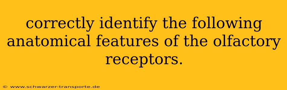 correctly identify the following anatomical features of the olfactory receptors.