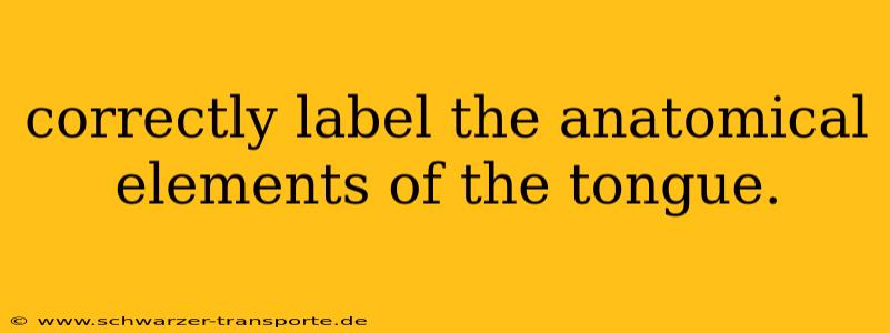 correctly label the anatomical elements of the tongue.