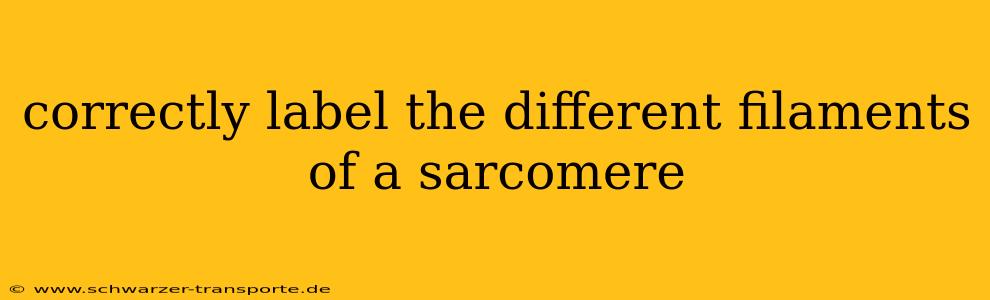 correctly label the different filaments of a sarcomere