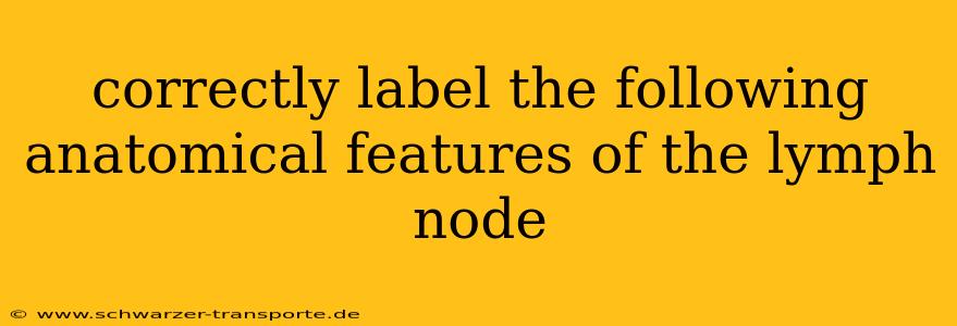 correctly label the following anatomical features of the lymph node
