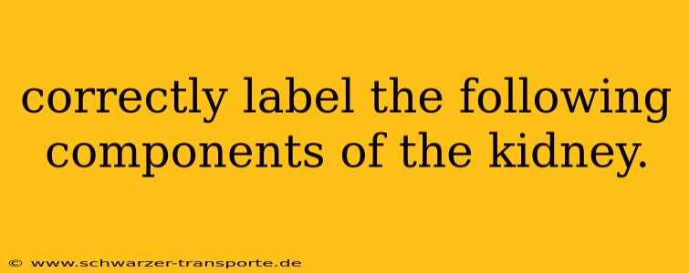 correctly label the following components of the kidney.