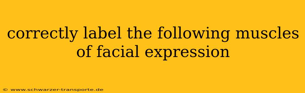 correctly label the following muscles of facial expression