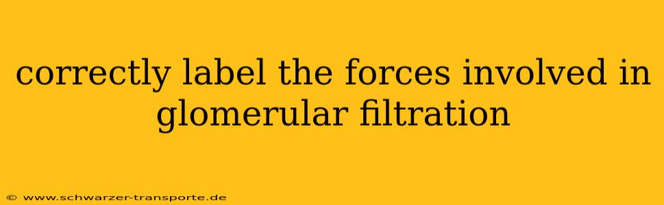 correctly label the forces involved in glomerular filtration
